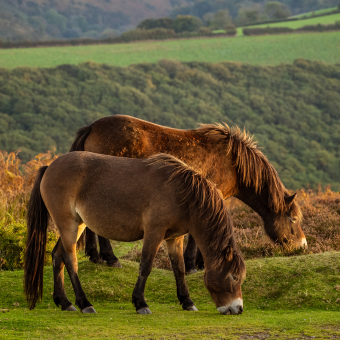 exmoor ponies on the moor