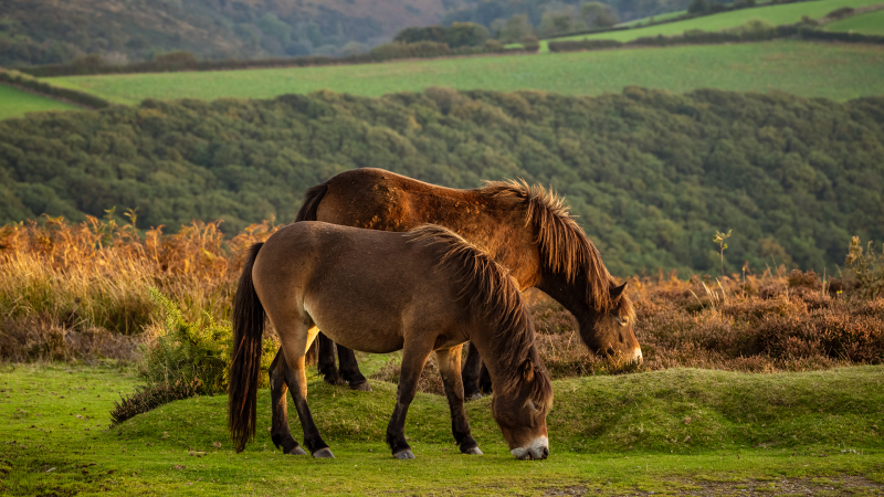 exmoor ponies on the moor