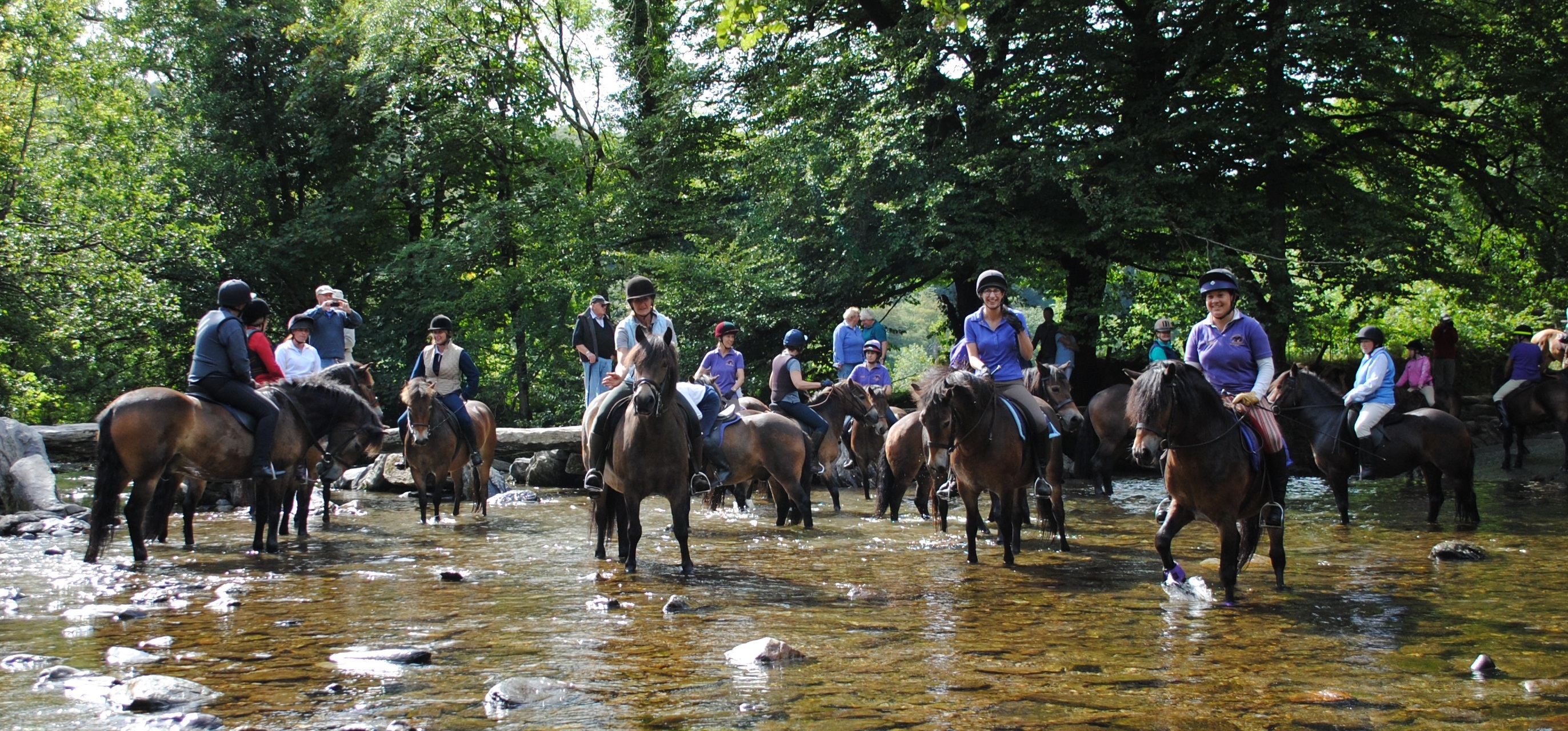 The Exmoor Pony Society - Introduction to Exmoor Ponies