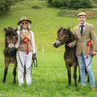 dunster country fair exmoor ponies 2