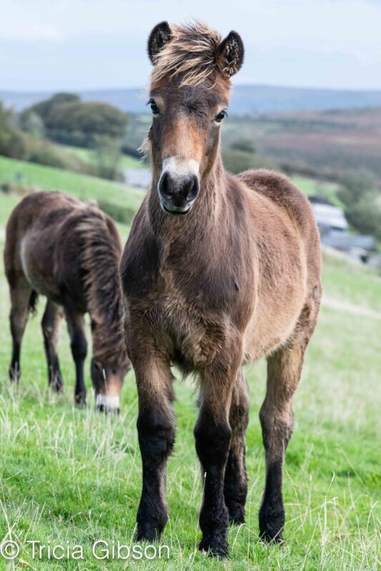 Exmoor pony Juniper