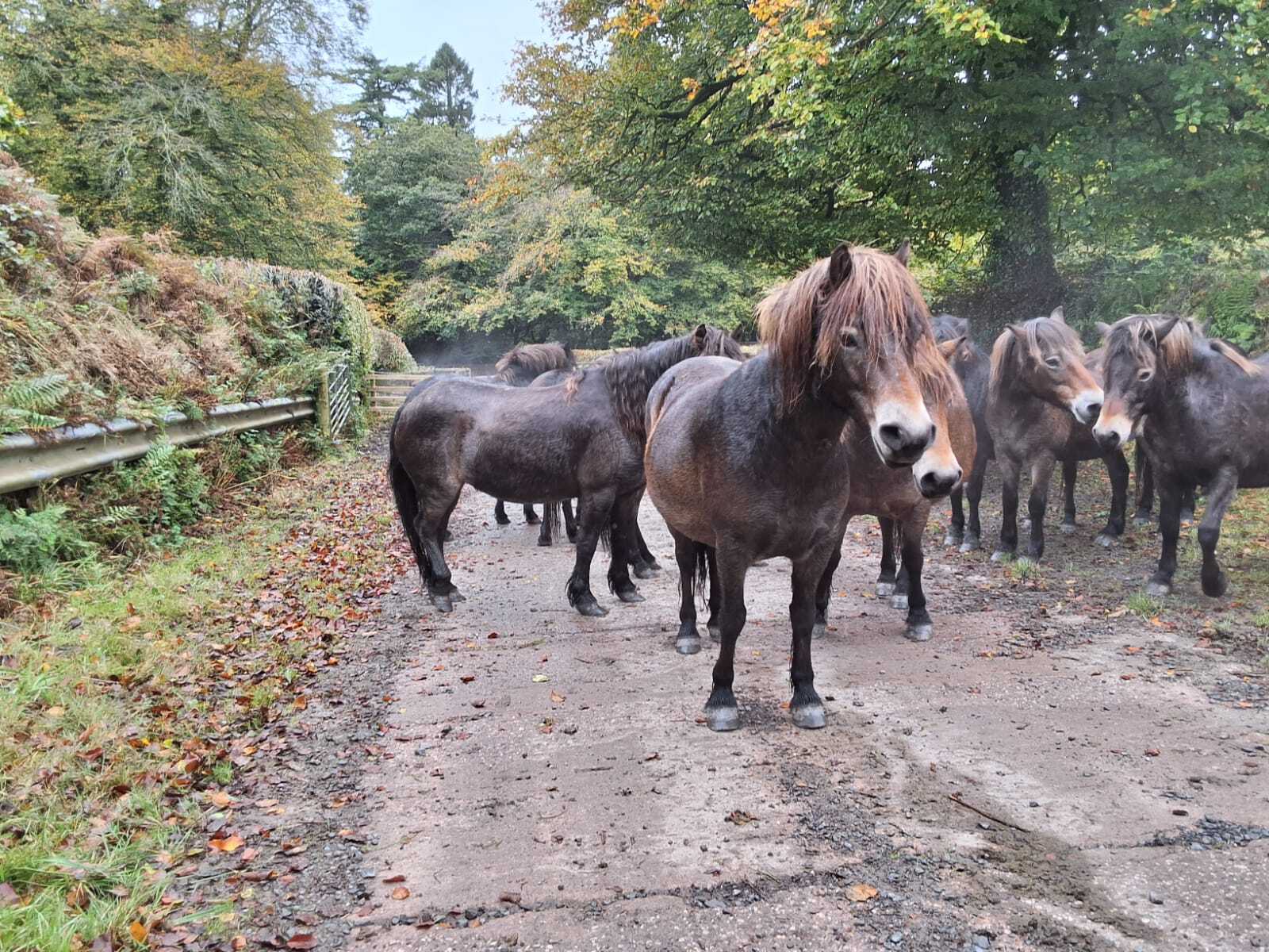 Exmoor pony legacies