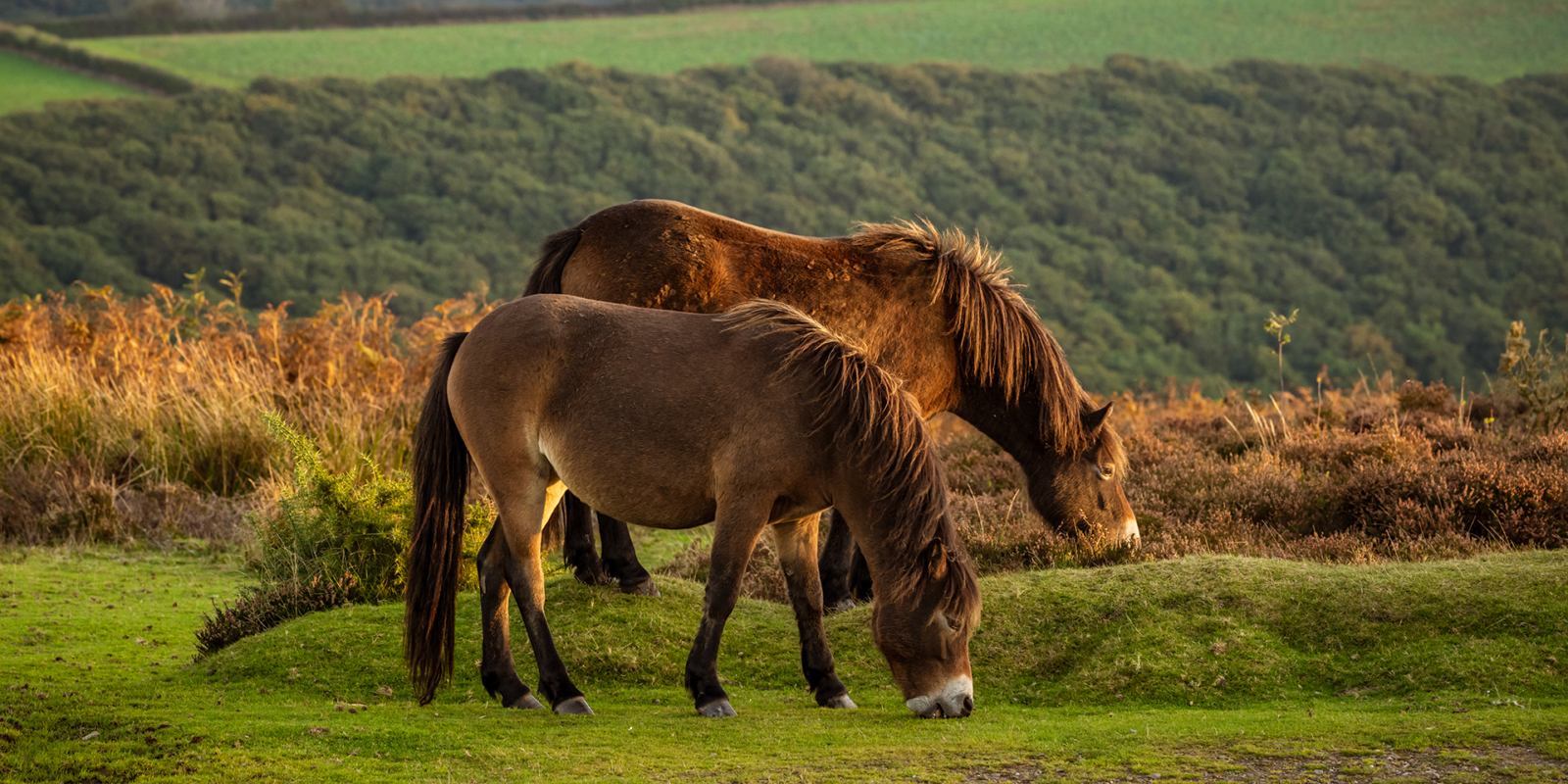 Gift to Exmoor ponies