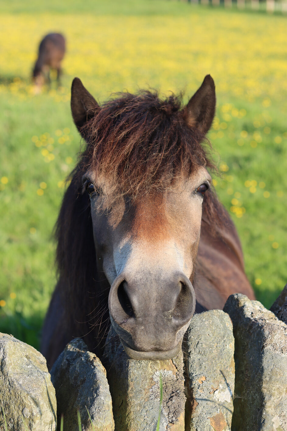 Leave a legacy to Exmoor Pony Society