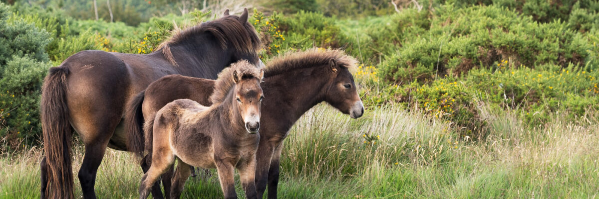 Family group of Exmoor Ponies