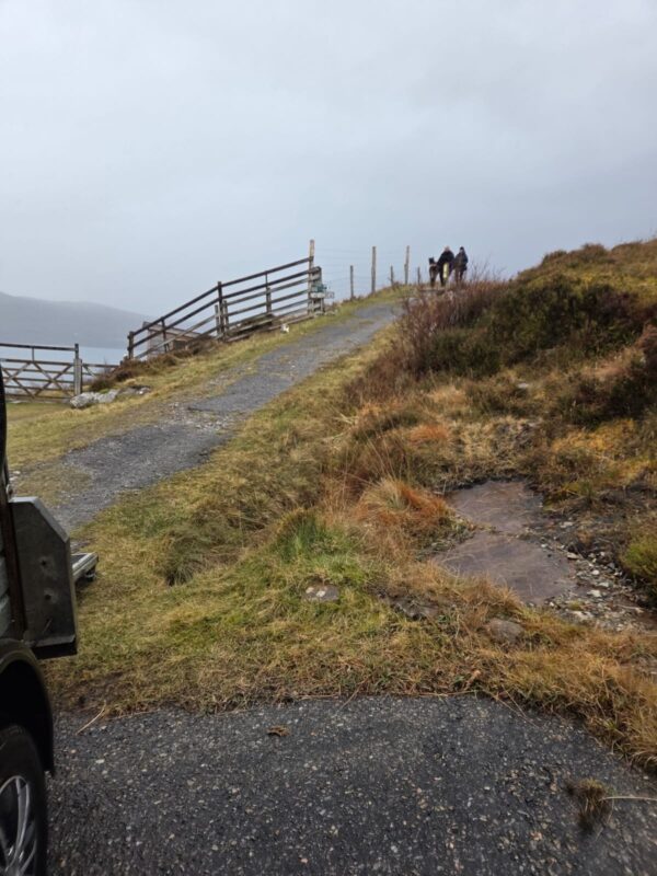 Exmoor pony foals arriving