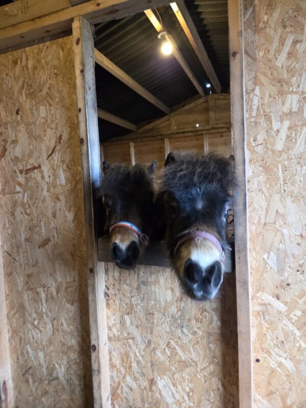 Bill & Ted enjoying at their new home